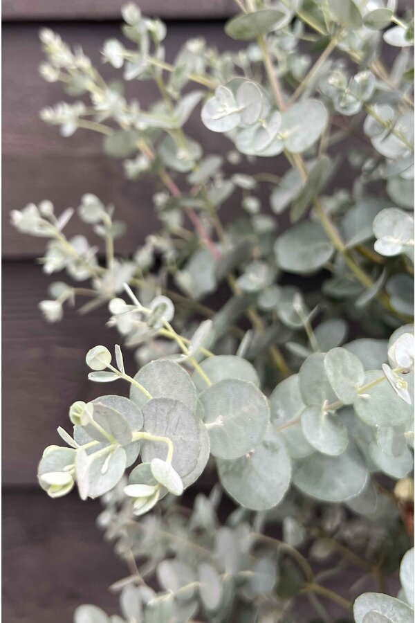 Eucalyptus gunnii Azura struik M