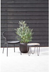 Eucalyptus gunnii Azura arbuste M