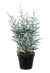 Eucalyptus gunnii Azura struik