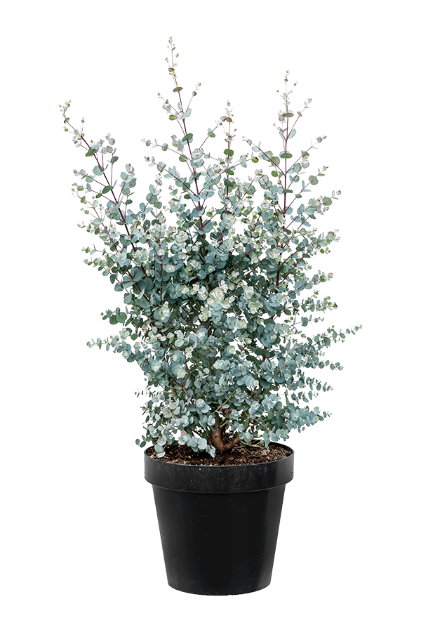 Eucalyptus gunnii Azura struik