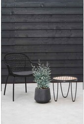 Eucalyptus gunnii Azura arbuste