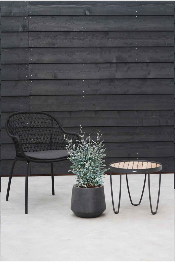 Eucalyptus gunnii Azura struik