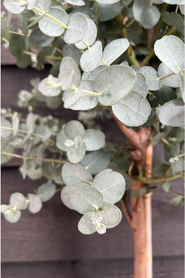 Eucalyptus gunnii Azura struik