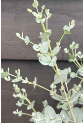 Eucalyptus gunnii Azura struik