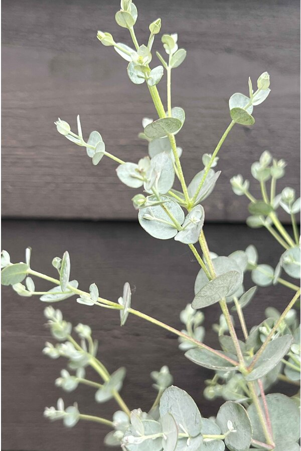 Eucalyptus gunnii Azura struik