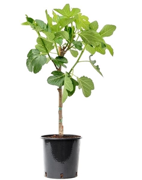 Ficus