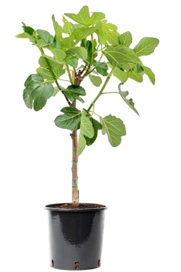 Ficus carica sur tige M