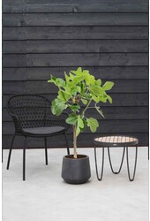 Ficus carica sur tige M