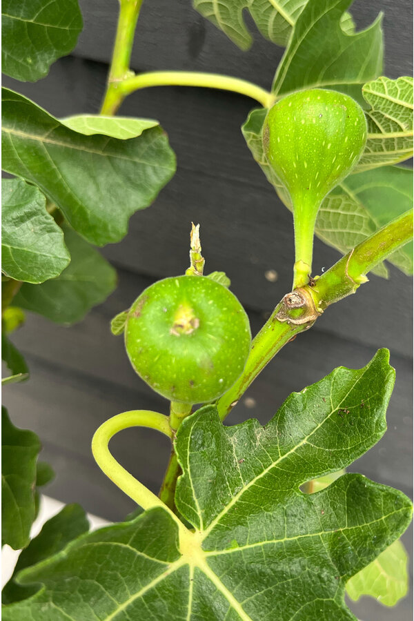 Ficus carica sur tige M