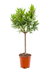 Oleander Nerium op stam S