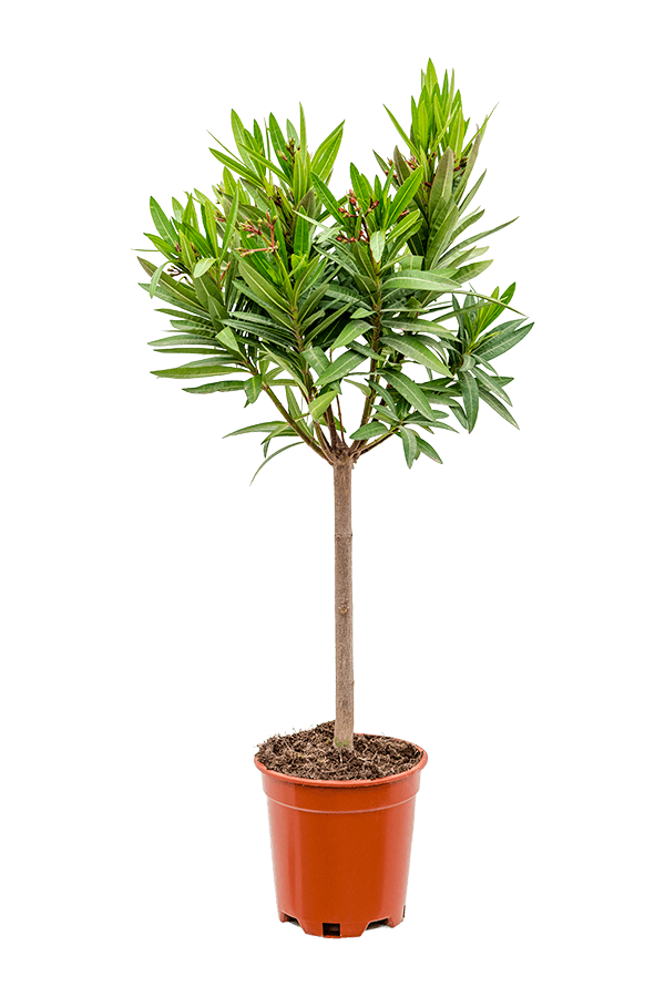 Oleander Nerium op stam S