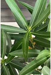 Oleander Nerium op stam S