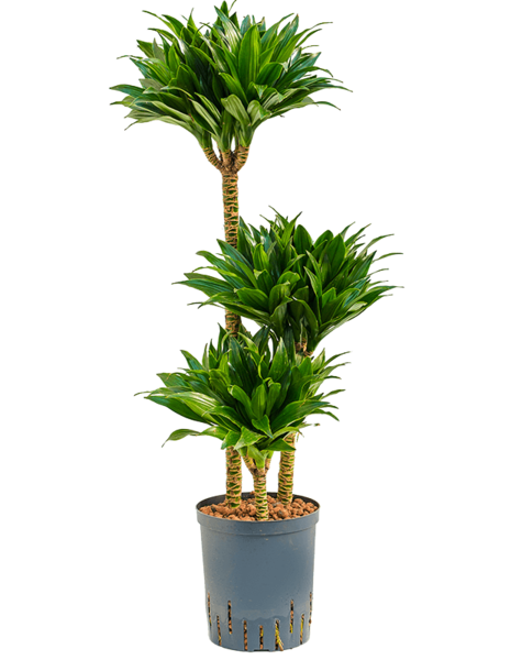 Hydroplante Dracaena