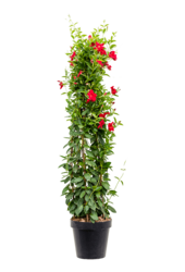 Dipladenia piramide L