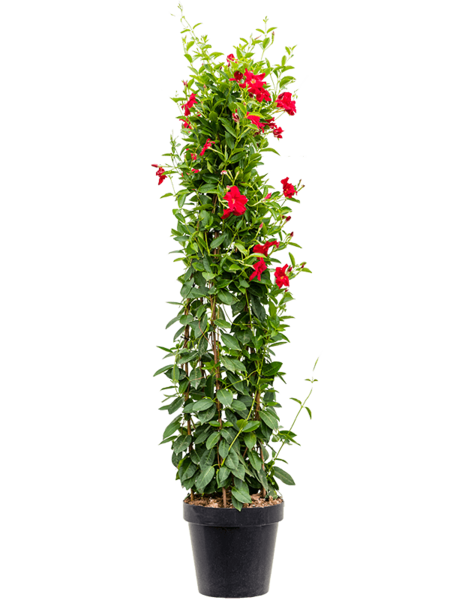 Dipladenia