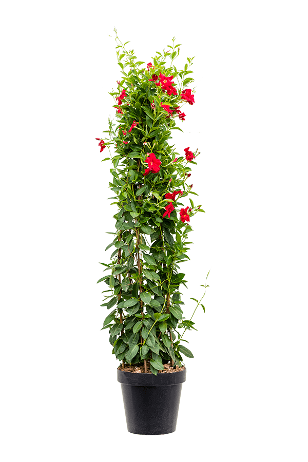 Dipladenia piramide L