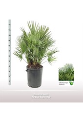 Chamaerops Humulis XXL