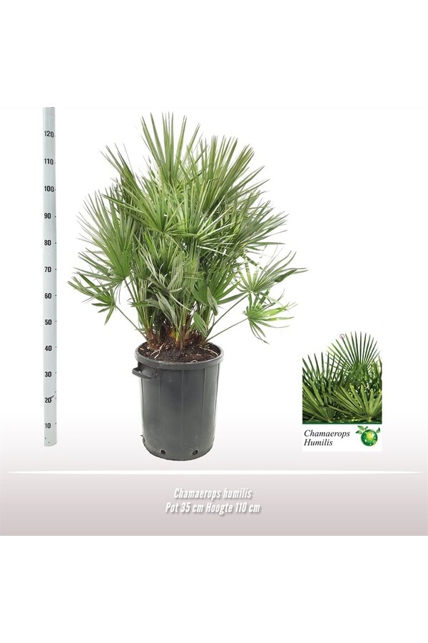 Chamaerops Humulis XXL