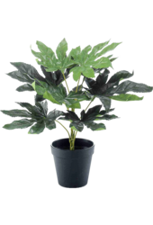 Fatsia Kunstplant