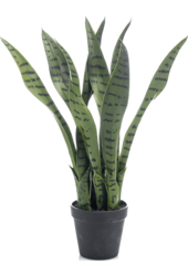 Sansevieria Plante artificielle