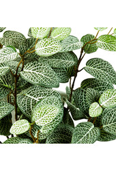 Mini-plante Fittonia dans un pot en céramique