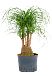 Beaucarnea recurvata