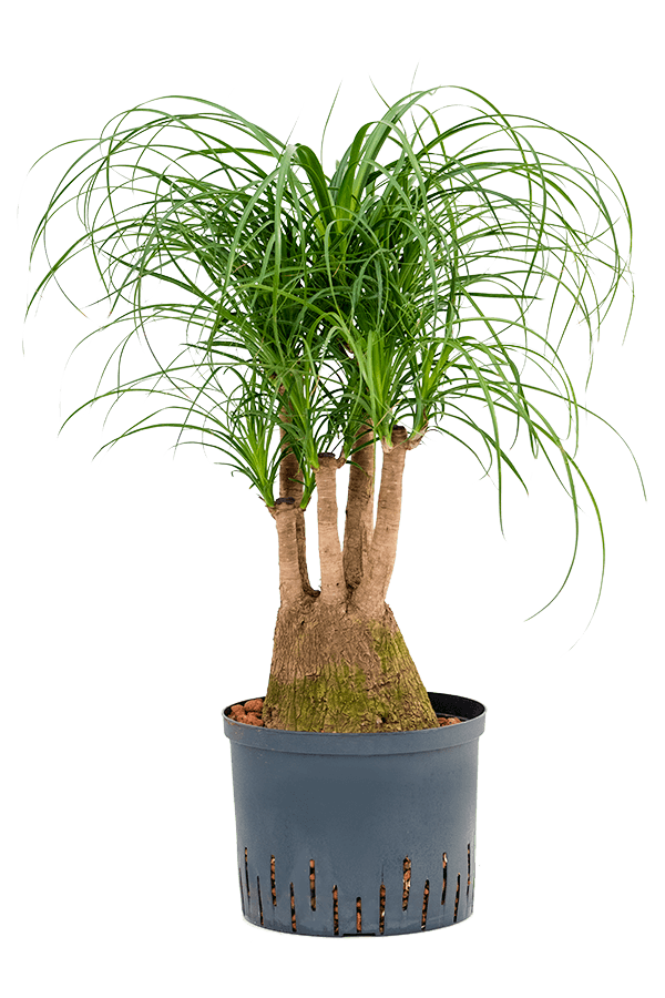 Beaucarnea recurvata