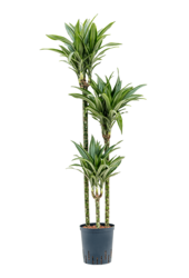 Hydroplante Dracaena Fragrans Ulises