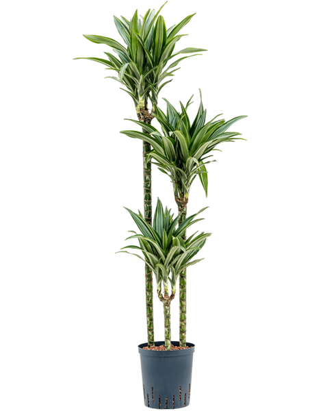 Hydroplante Dracaena