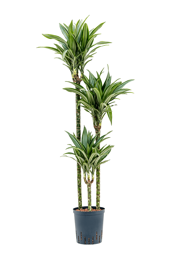 Hydroplant Dracaena Fragrans Ulises