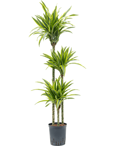 Hydroplante Dracaena