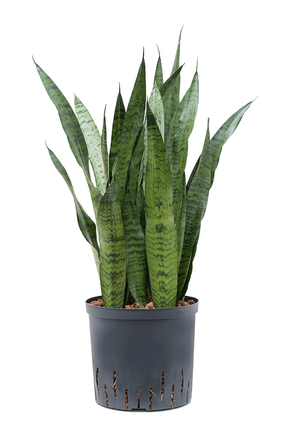 Hydroplante Sansevieria Zeylanica