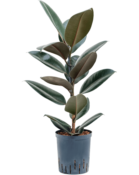 Hydroplante Ficus