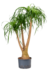 Hydroplant Beaucarnea Recurvata
