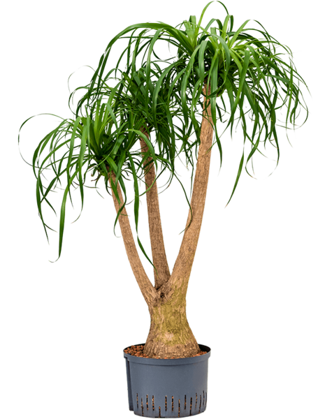 Hydroplant Beaucarnea