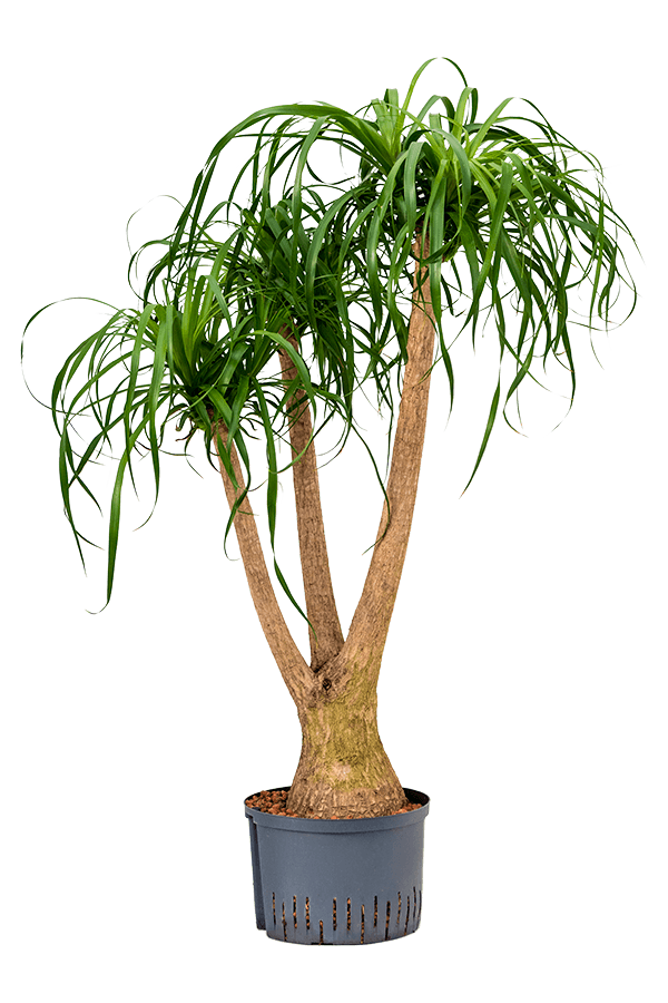 Hydroplant Beaucarnea Recurvata