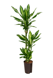 Hydroplant Dracaena Fragrans Cintho