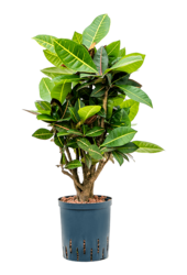 Hydroplant Croton (Codiaeum) Variegatum Petra