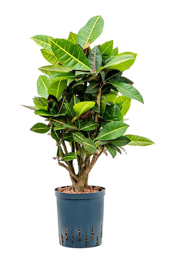 Hydroplante Croton (Codiaeum) Variegatum Petra