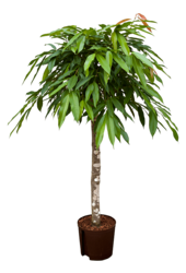 Hydroplante Ficus Binnendijkii Amstel King