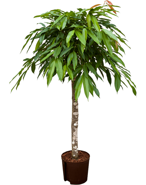 Hydroplante Ficus
