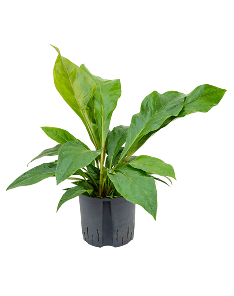 Hydroplante Anthurium