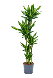 Plante hydroponique Dracaena Fragrans Cintho
