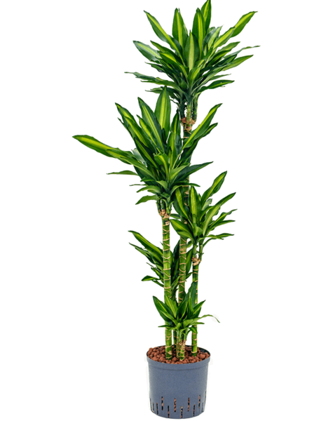 Plante hydroponique Dracaena