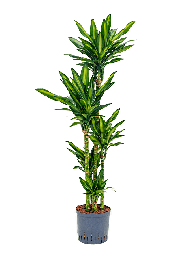 Plante hydroponique Dracaena Fragrans Cintho