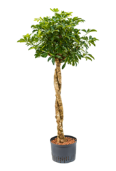 Hydroplant Schefflera Arboricola Gold Capella