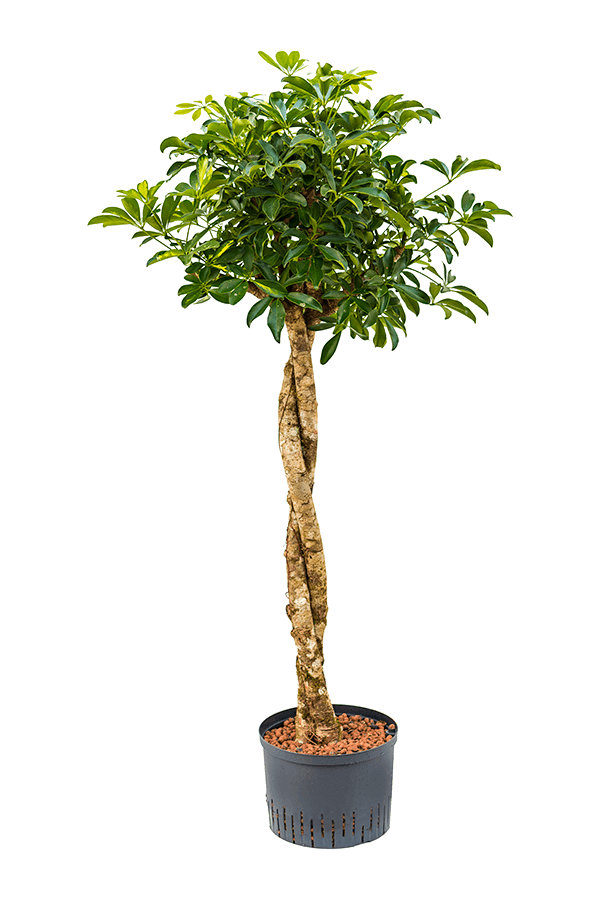 Hydroplant Schefflera Arboricola Gold Capella