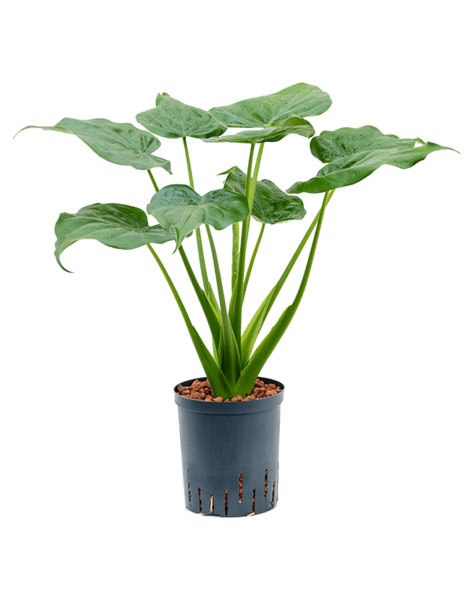 Hydroplante Alocasia