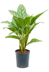 Hydroplante Aglaonema Stripes