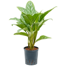 Hydroplant Aglaonema